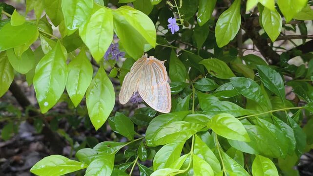 Beautiful Lyssa zampa moth on flower rests quietly among lush green leaves. Large Lyssa zampa moth on flower showcases intricate wing patterns, feeding on delicate purple blossoms of tropical garden.