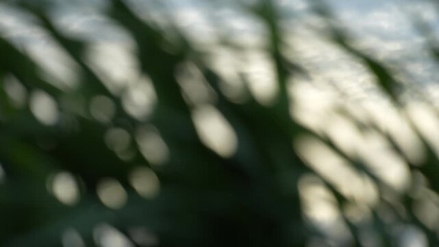 Abstract blurred green bokeh background of sugarcane leaves swaying fast in the wind, bright sunlight filtering through moving wild grass.