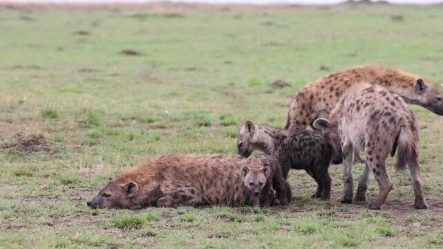 Spotted hyenas interact at a den while dark-furred cubs move among the adults on open green plains - Masai Mara National Reserve, Kenya | African safari wildlife nature documentary 4K B-roll