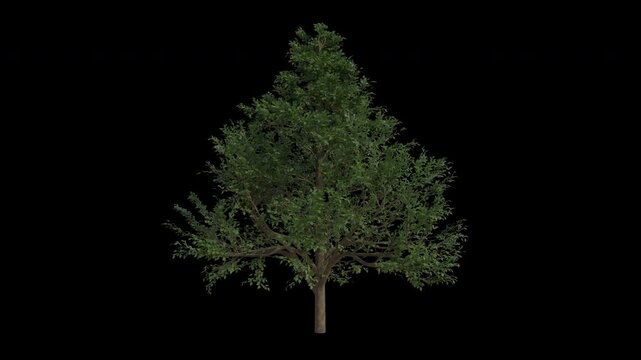 Alder Tree Swaying in Wind Loop Animation with Alpha Channel. Wind Blows The Alnus Glutinosa Tree. Tree Leaves Swaying. Tree Branches Moving in Breeze. Transparent BG. Loop Animation