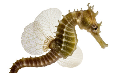 Green seahorse with delicate translucent fins against white © Eustace
