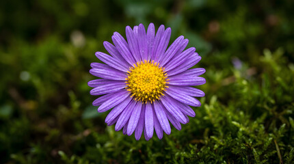 Fototapeta premium Close-up purple aster flower with yellow center in natural green grass setting