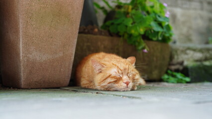 The cute cat having a rest in the garden © Bo