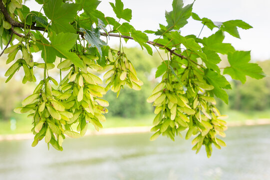 Sycamore maple blossoms growing on deciduous tree, green acer pseudoplatanus leaves, sunlit canopy, growth in spring and summer season, blooming nature