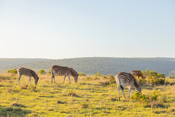 Fototapeta premium Zebra in Addo Elephant Safari Park