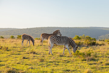 Fototapeta premium Zebra in Addo Elephant Safari Park