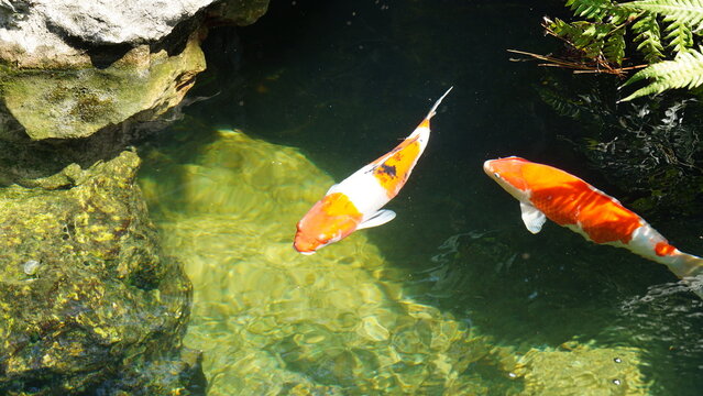 The several beautiful fishes swimming in the pond of the traditional Chinese garden