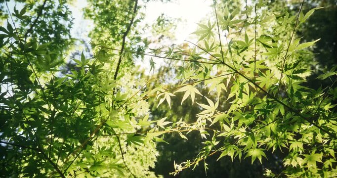 Sunlight shining through beautiful green leaves on tree branches - steady cam movement