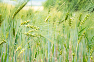 Obraz premium Barley ears growing on an agriculture field, cultivated grain, harvest in summer, farmland on countryside, food industry