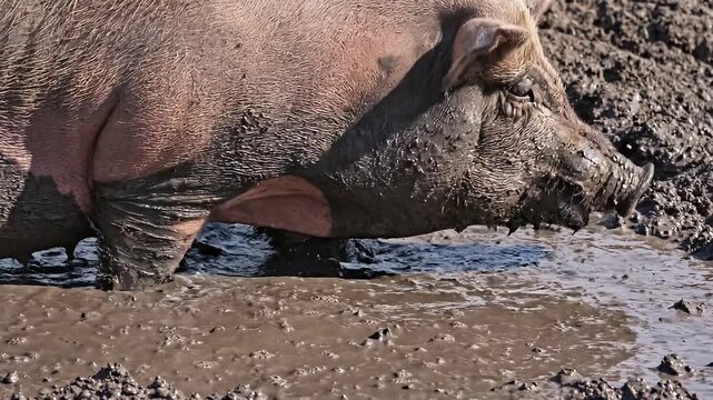 Close-up of a pig walking through muddy terrain, creating splashes and tracks on a sunny day