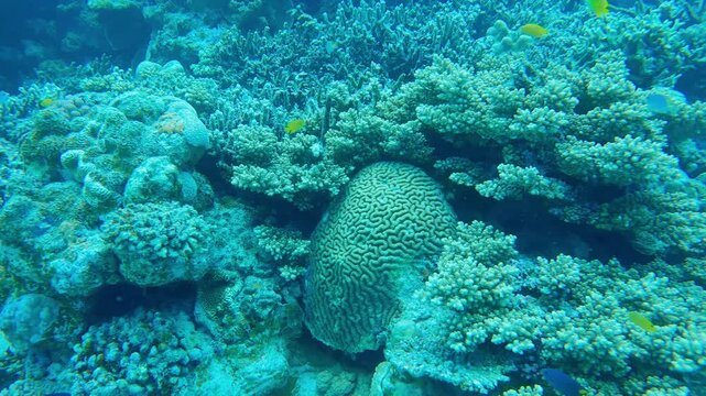 Coral reef in Minna island, Okinawa