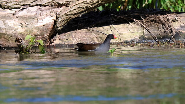 gallinella