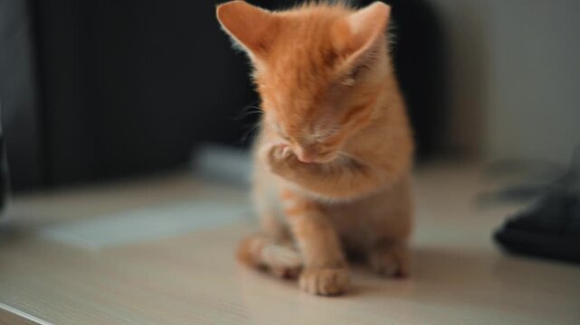 An orange kitten explores its surroundings with curiosity while sitting on a wooden desk. A cute red-haired kitty washes and licks herself