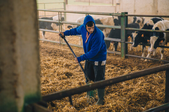Young farmer wearing hood spreading straws in farm