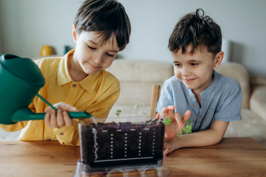 Smiling children watering a cucumber seedling at home
