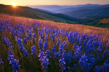 Fototapeta premium Purple lupine wildflowers blooming across a mountain valley during golden hour in a cinematic landscape shot for travel and environmental marketing
