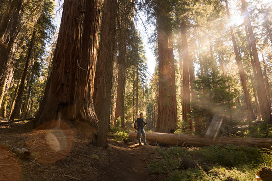 USA, California, Sequoia National Park, Sequoia tree and man, sun light