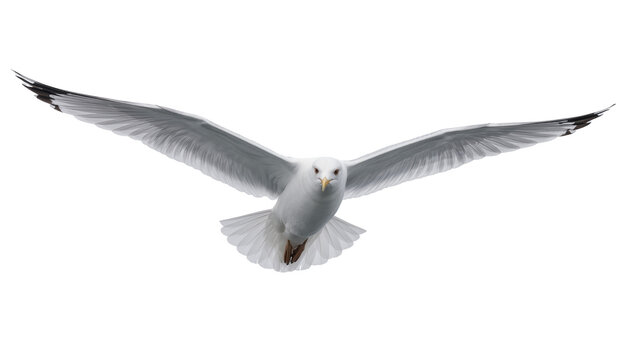 White seagull with wings spread wide in flight
