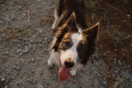 Close up of a friendly border collie dog looking up outdoors