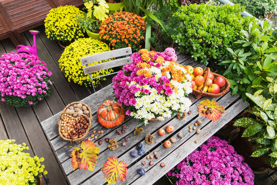 Balcony table with autumn harvest including bouquet of blooming chrysanthemums, various nuts, apples, pumpkin, plums and grape leaves with potted flowers in background
