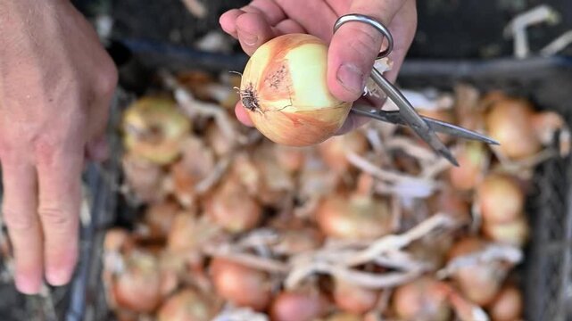 Onion harvest cleaning in closeup view, bulbs trimmed by hands with scissors, onion tails removed before storage, rural agriculture scene, fresh organic vegetable handling, natural food concept