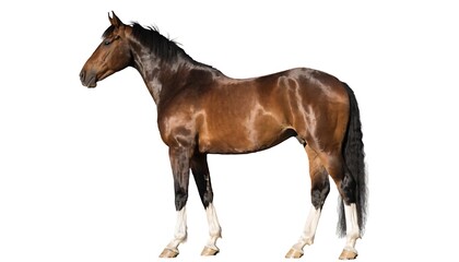 Obraz premium A brown horse with a black mane and tail stands against a white background
