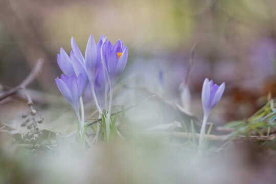 Purple crocus flowers blooming in a forest in Hamburg, Germany
