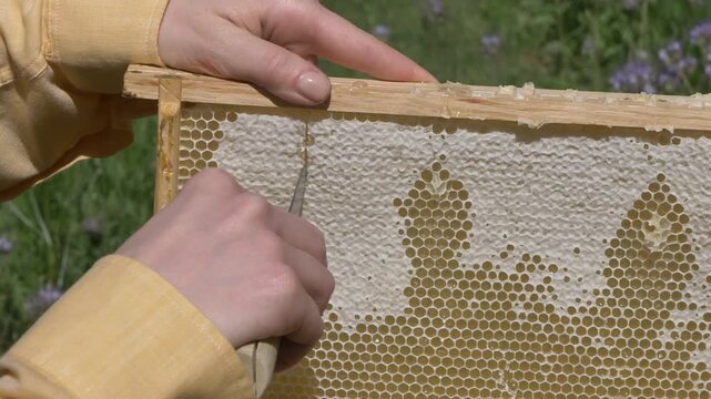 White European woman with honey frame from hive, fresh organic private apiary honeycombs.