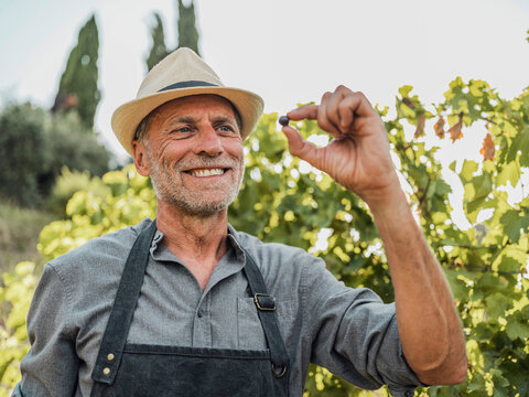 Winemaker checking grape quality in a Tuscany vineyard