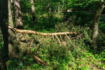 A fallen coniferous tree trunk in the forest is illuminated by sunlight. The aftermath of heavy snowfall. © Michael