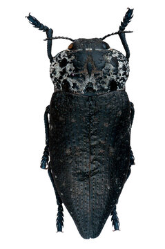 Col&eacute;opt&egrave;re Buprestidae Capnodis tenebrionis france