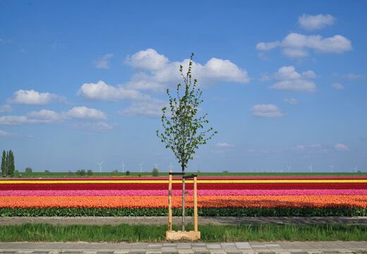 Young tree and colorful spring bulb flowers in the Netherlands