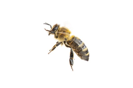 Honey bee (Apis mellifera), insect, cropped background, Vechta, Lower Saxony, Germany