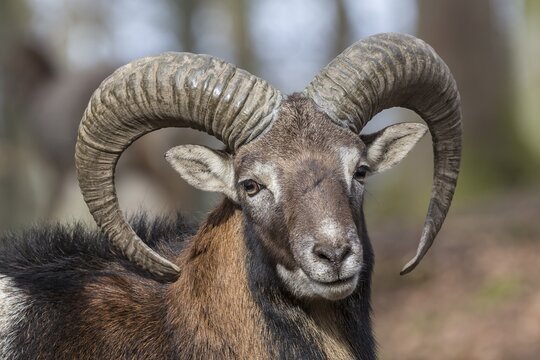 European mouflon (Ovis orientalis musimon), portrait, Vulkaneifel, Eifel, Rhineland-Palatinate, Germany