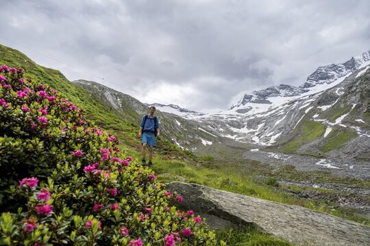 Mountaineers on a hiking trail between blooming alpine roses, view of the Schlegeisgrund valley, glaciated mountain peaks Hoher Weiszint and Dosso Largo with Schlegeiskees glacier, Berliner H&ouml;henweg, Zillertal, Tyrol, Austria
