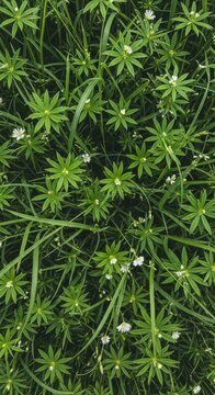 Top View of Lush Sweet Woodruff Galium Odoratum with Small White Flowers and Green Grass Blades
