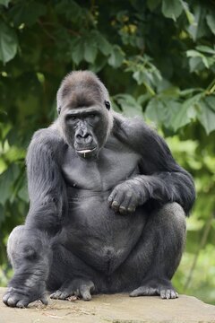 Western lowland gorilla (Gorilla gorilla gorilla), male, silverback, captive, occurring in Africa