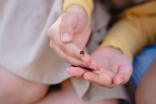 Focus on a tiny red ladybug resting on a human finger in nature