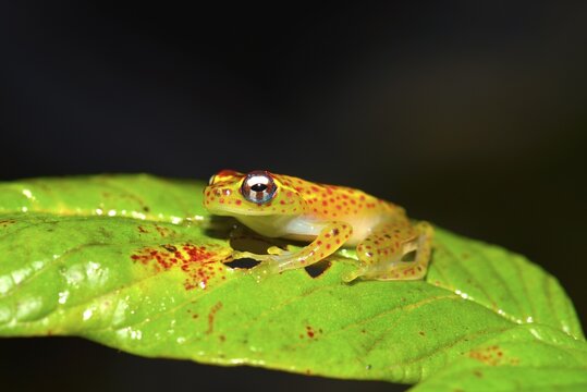 Climbing Frog (Boophis ssp.), Analamazaotra National Park, Madagascar