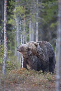 European brown bear (Ursus arctos) adult male and female two animals having sex mating in a boreal forest in summer, Finland