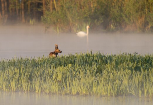 Roe deer (Capreolus capreolus), roebuck standing in a wet meadow, in a wetland biotope at a lake, morning mist, warm morning light, mute swan (Cygnus olor) on the water, Lower Saxony, Germany
