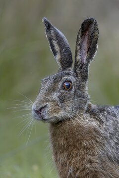 Portrait of a hare (Lepus europaeus) looking surprised, suddenly coming upon a photographer lying on the ground, tension, Denmark