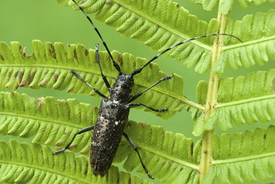 Longhorn beetle species (Monochamus sartor), female, perched on a leaf, Schwaz, Tyrol, Austria, Europe