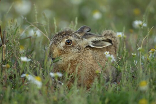 European brown hare (Lepus europaeus) juvenile leveret animal feeding amongst flowers in summer, England, United Kingdom