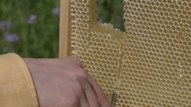 White European woman with honey frame from hive, fresh organic private apiary honeycombs.