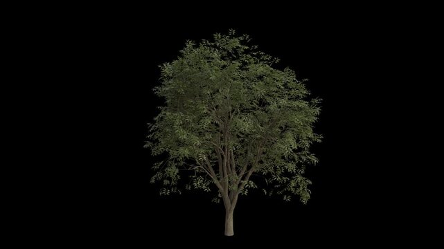 Common Hackberry Tree Swaying in Wind Loop Animation with Alpha Channel. Wind Blows The Celtis Occidentalis Tree. Tree Leaves Swaying. Animated Tree Branches Moving in Breeze. Transparent BG. Loop Ani