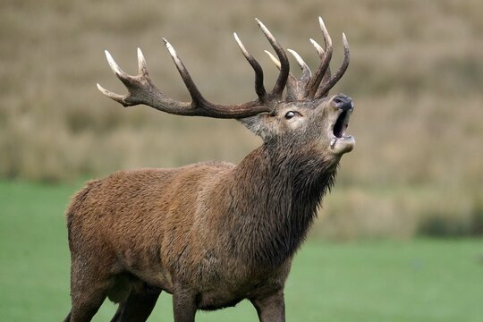 Red deer (Cervus elaphus), stag roaring during the rut, captive