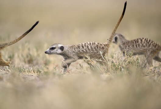Meerkats or suricates (Suricata suricatta), Makgadikgadi Salt Pans, Makgadikgadi Pans National Park, Central District, Botswana