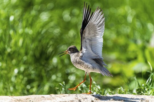 Bird with outspread wings on a rock in a green environment, Redshank, (Tringa totanus), France