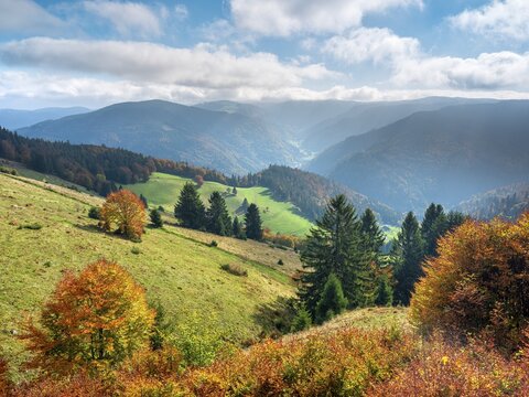 View of typical Black Forest landscape with steep meadows and forests on Schauinsland, trees in full autumn colors, blue sky with cumulus clouds, Black Forest, Baden-W&uuml;rttemberg, Germany